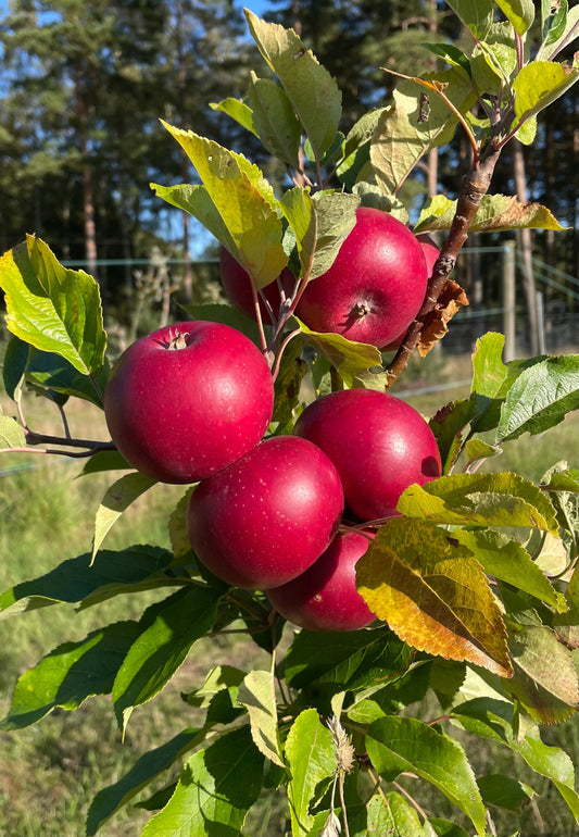 Äppelkaka med havretäcke
