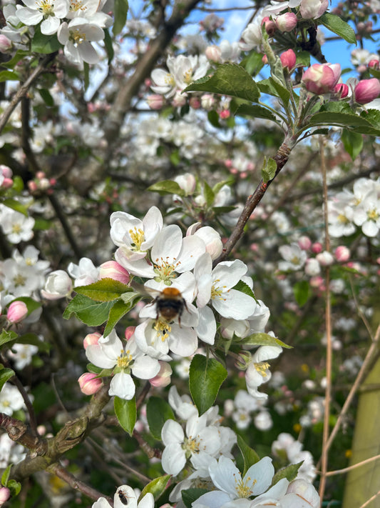 Äppelträd Krispiga Fabian